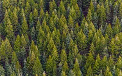 Non solo Smart: idee per un lavoro sempre più green